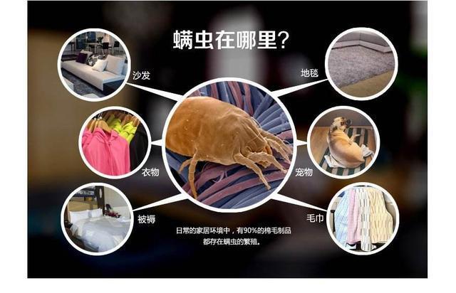 床垫 窗帘太脏 螨虫寄生 如何清洗
