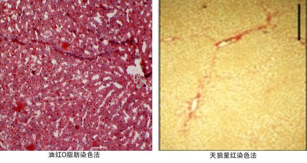 细胞组织染色方法大盘点