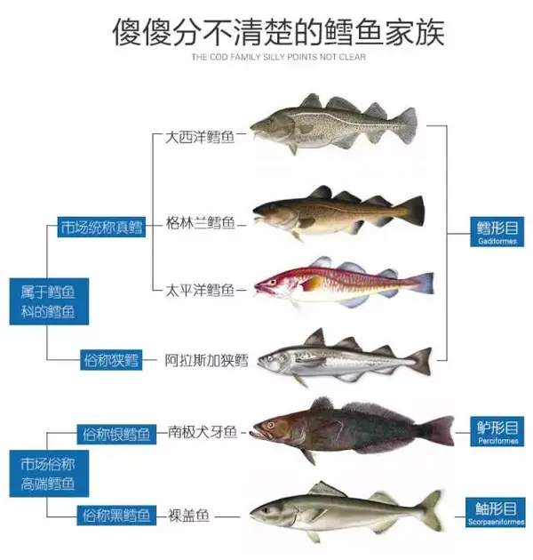 如图: 1 目前中国市场上真正的"鳕鱼"有两类: 一种是指 裸盖鱼,主要