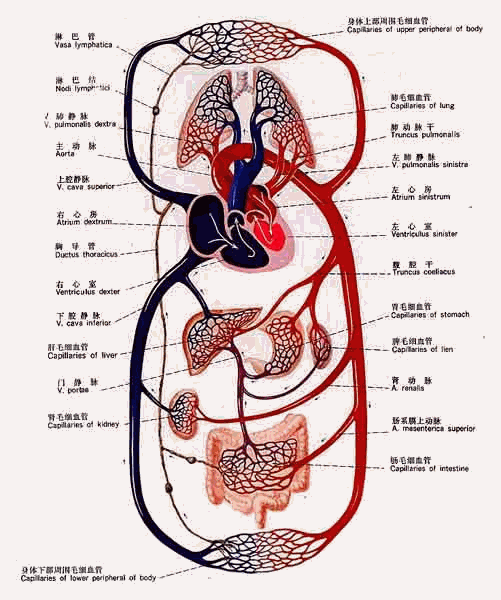 血液循环图
