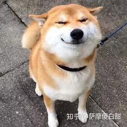 同样是土狗,为什么日本的柴犬价格那么高?