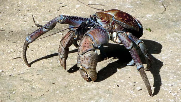 是不是会有越来越多的甲壳类演化成螃蟹的样子呢?