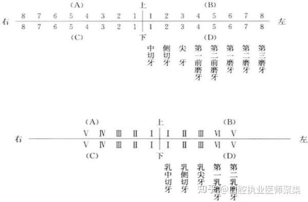 部位记录法:目前临床最常用的是部位记录法 以" "符号将牙弓分为上,下