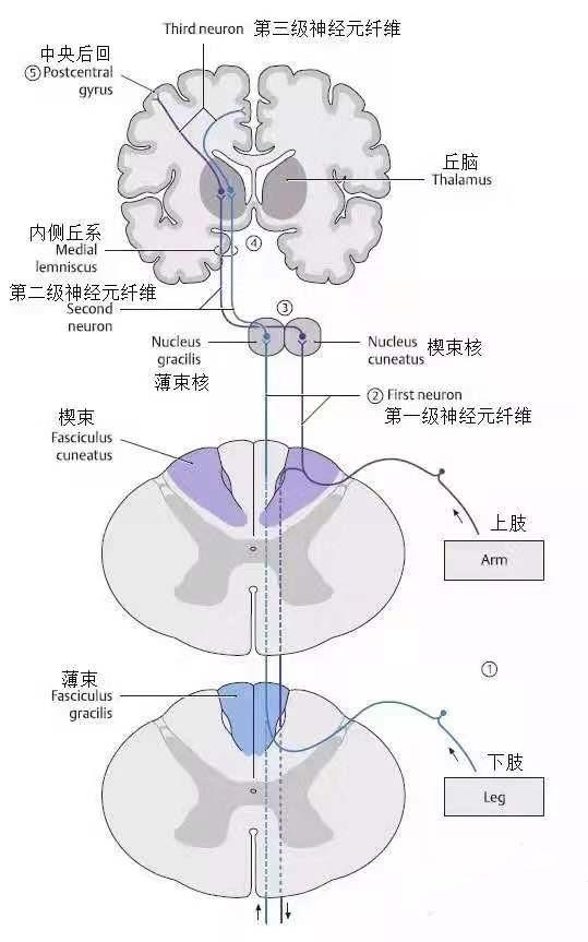 专辑| 神经系统| 神经传导通路怎么学? | ②意识性躯干四肢深感觉