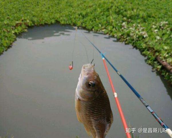 野钓选择钓位攻略,想"空军"都难