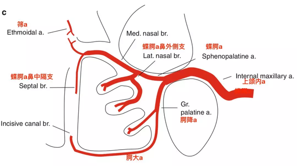 脑血管解剖学习笔记第11期:蝶腭动脉