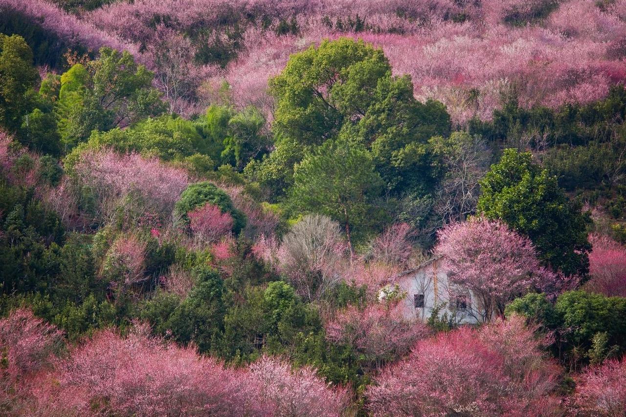 忘记宏村吧这才是安徽春天最美的地方