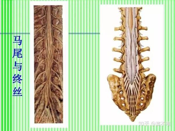 掉落下来的,像缨带似的树皮,可能是由脊神经根上的马尾以及终丝生成的