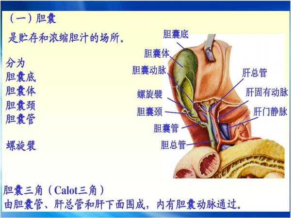 分部: 体 颈 底 胆石症 是胆囊,胆管内晶体的集中沉淀,如结石位于胆囊
