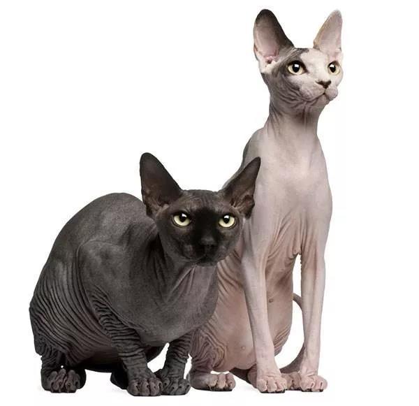 短毛猫也会掉毛吗什么猫不掉毛