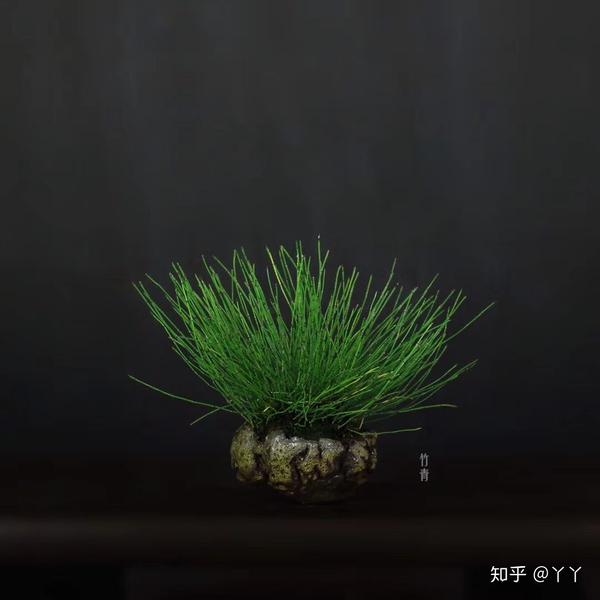 姬木贼