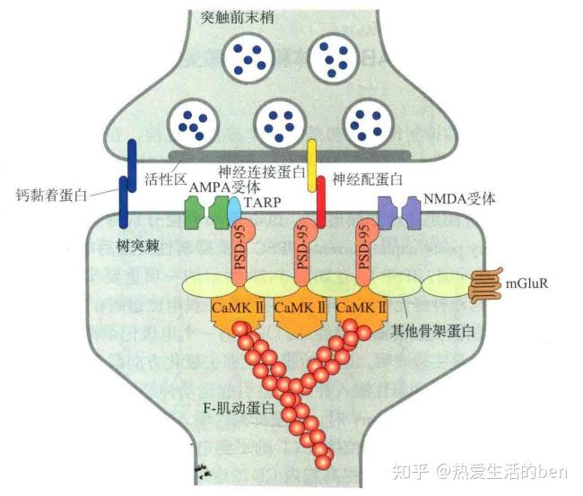 nmda zhuanlan.zhihu.com