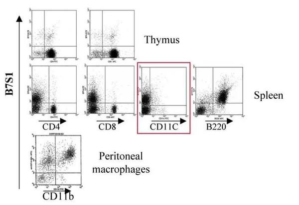 1质疑者linaria rubioides:"figure 3b中,cd11c的圈门方法有明显不同