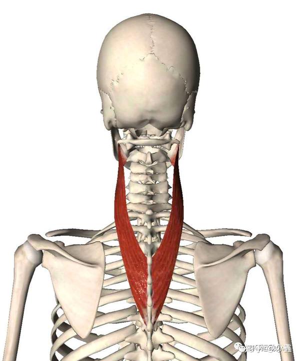 头颈部疼痛 之 颈后肌群(头夹肌,颈夹肌,头半棘肌)