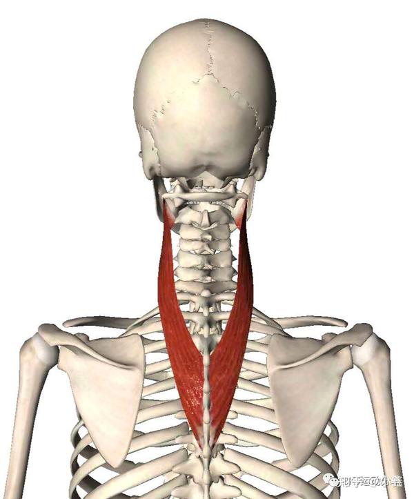 头颈部疼痛 之 颈后肌群(头夹肌,颈夹肌,头半棘肌 触发点疗法」