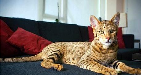 阿什拉猫世界上最昂贵的猫