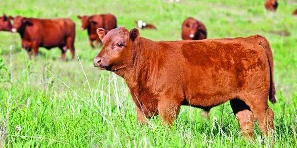 为什么在英语中牛叫cattle而牛肉却叫beef
