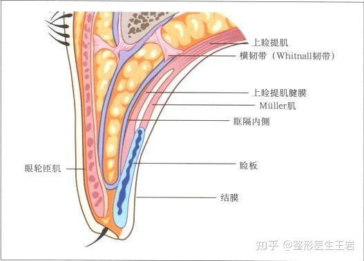 眼睑解剖sajt隔-腱膜联合增厚区解剖学基础:人体的解剖结构和功能是