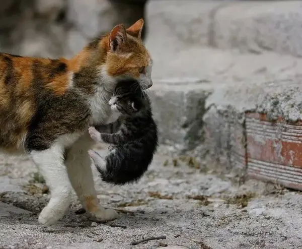 被命运扼住的后颈肉,为什么提起猫咪它会立马变乖?