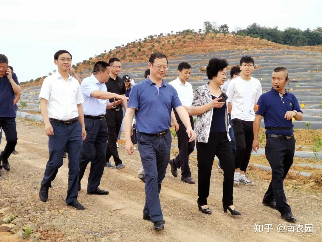 让金银花开出金山银山吉安市委常委肖玉兰视察南农园