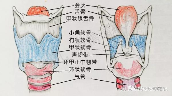 首先我们来了解咽喉的结构