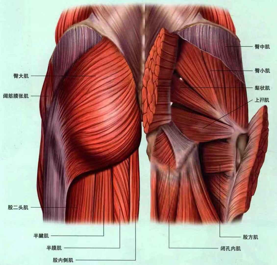 在同一时间,你在为臀大肌,臀中肌和臀小肌做同样的锻炼.