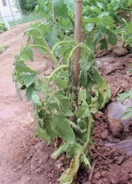 农业小知识一剖析番茄的茎基腐病