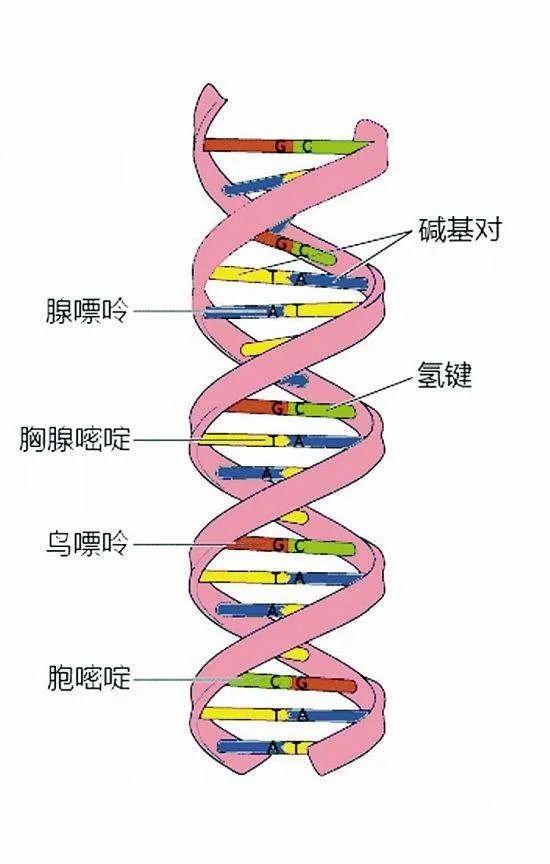 dna条形码是个什么码作者海生张