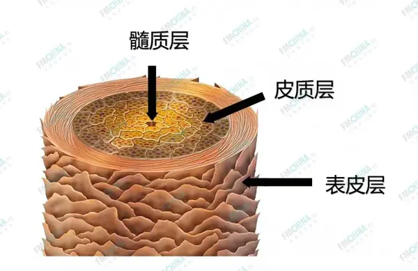 头发发干结构