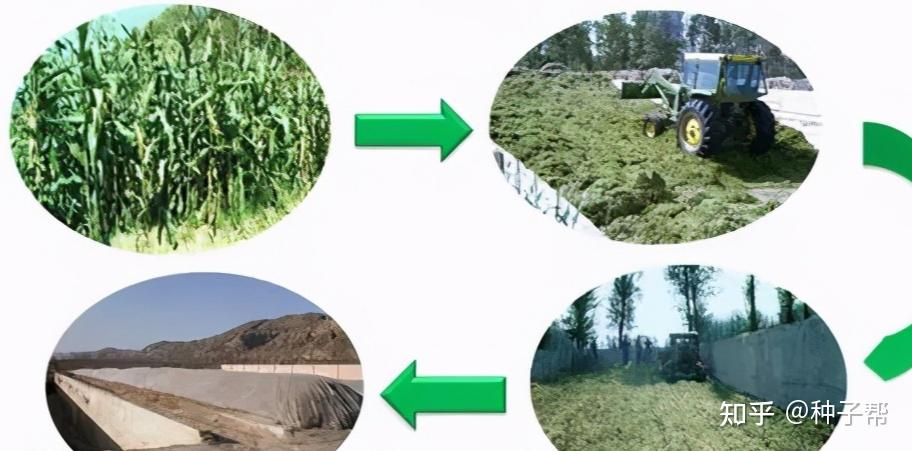 6月小麦收割后种植青贮玉米正当时10月收割接种冷季型牧草