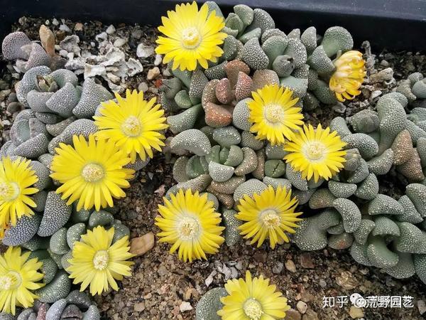 唐扇属aloinopsis villetii mesa:1319.15