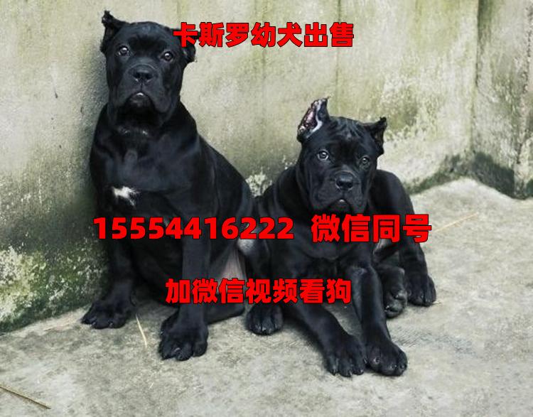 意大利卡斯罗犬价格与图片