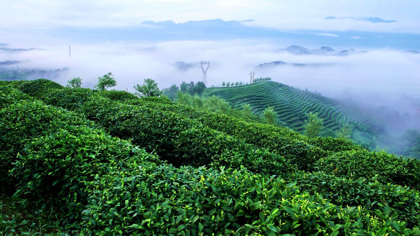 庐山云雾茶