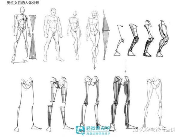 人体躯干画法教程,必须掌握的人体躯干画法