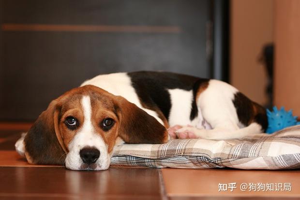 很多养了比格犬的宠主都诉苦,它们甚至成立了一个"比格犬受害者联盟"