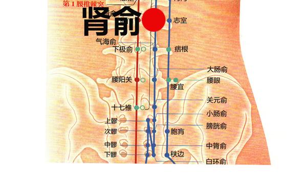 关元:在下腹部,前正中线上,脐中下3寸.