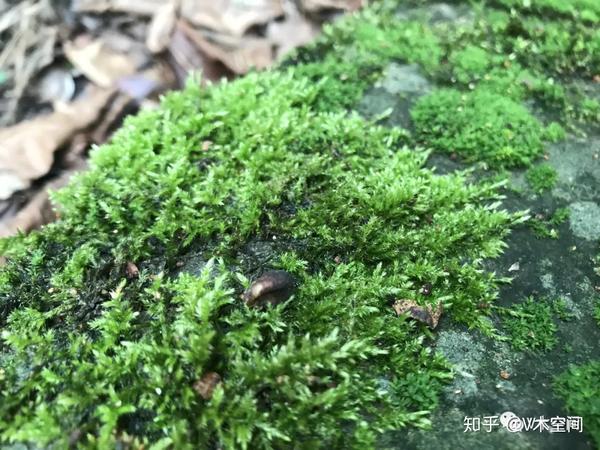 身边的苔藓植物小羽藓