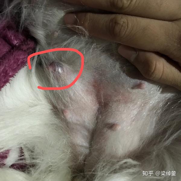 我家狗狗母犬 今年10岁 一侧乳房长了个大包 呈紫青色?