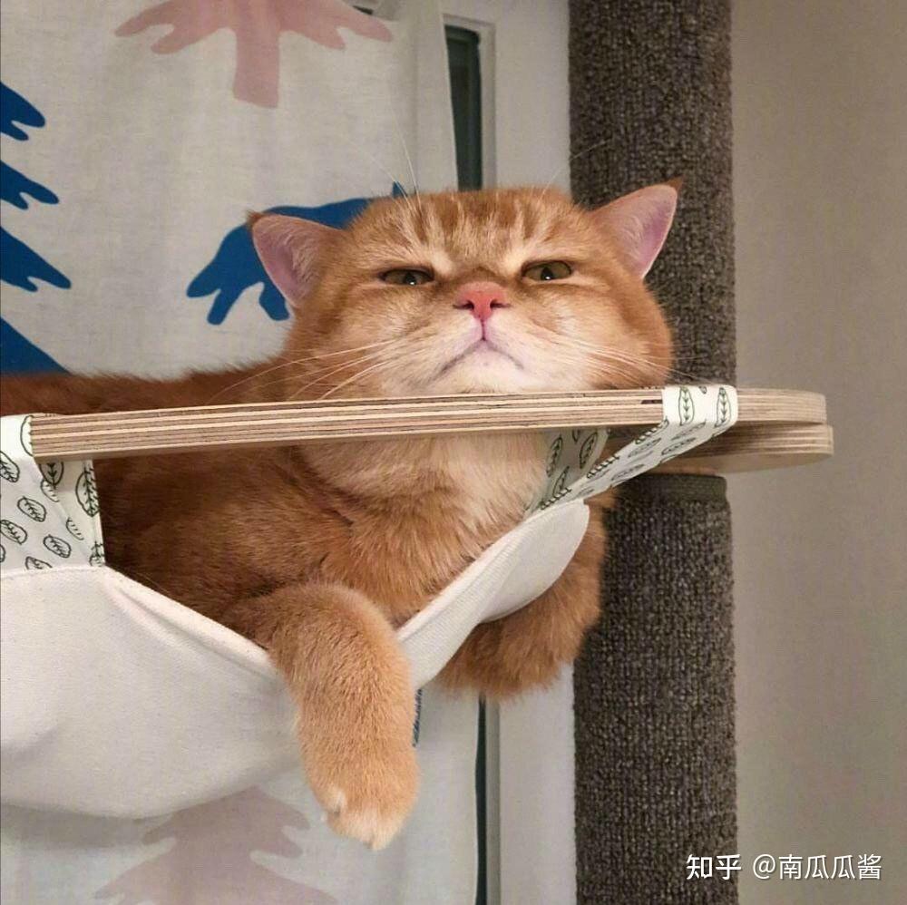 猫猫头像|见到你 我觉得多少适应了这个世界