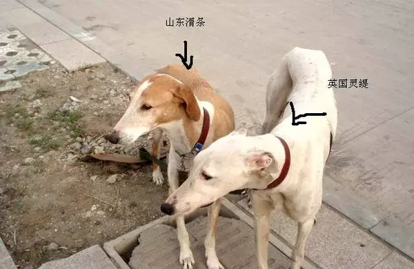 每日一宠细犬