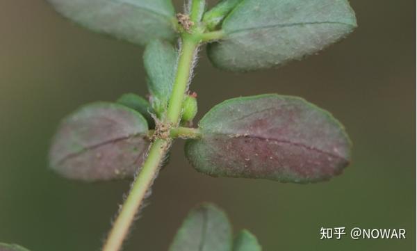 千根草和地锦草及通奶草的区别