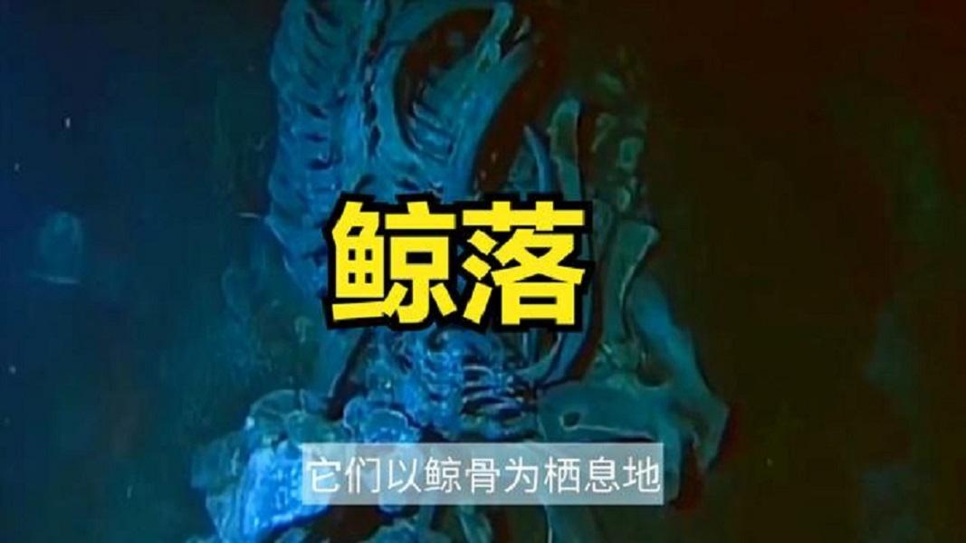 鲸落与深海热液,冷泉一
