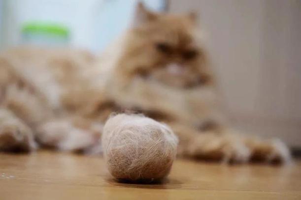 看见猫吐出来的毛球图片别慌!教你这样做