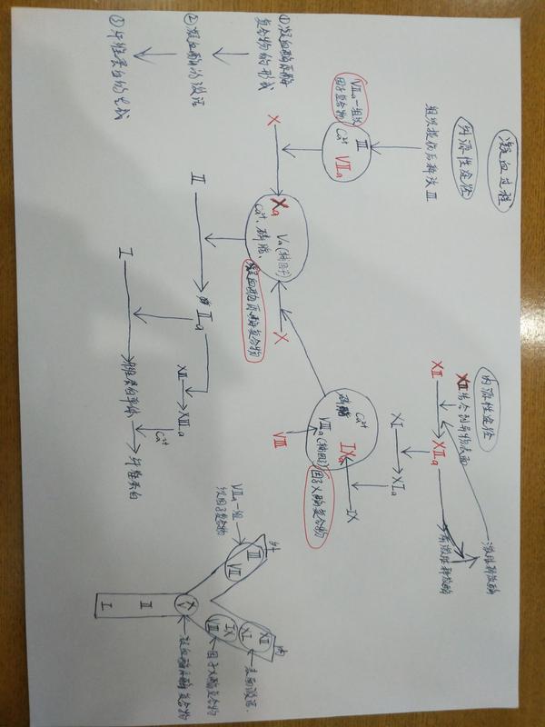 临床医学本科生理学,凝血因子和凝血过程有没有好的记忆方法?
