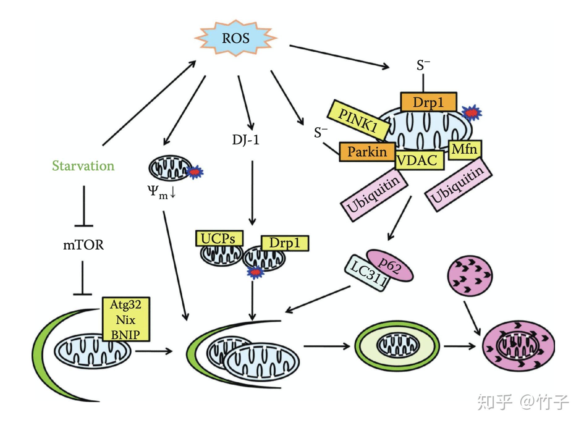 线粒体膜的保护机制五线粒体自噬 知乎