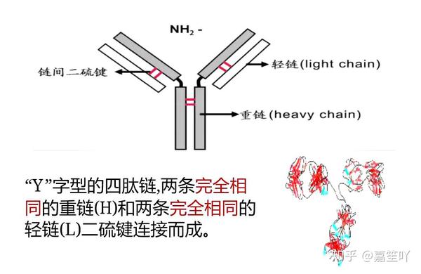 一,抗体的基本结构