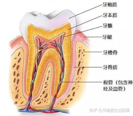 根管治疗也称为牙髓治疗,俗称"杀神经",这是治疗牙髓炎和根尖周炎的