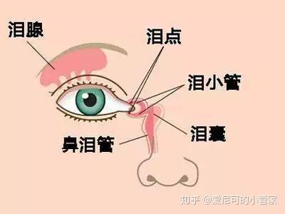 育儿新生宝宝总是泪眼汪汪可能是得了泪囊炎