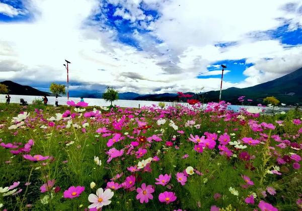 十月邂逅泸沽湖最美格桑花