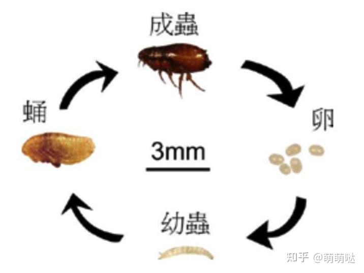 如果人身上有跳蚤该怎么办